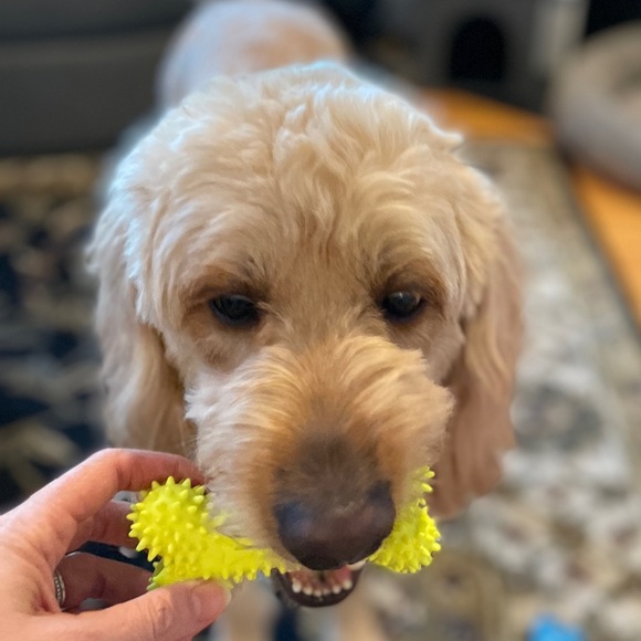 🆕Brand New🦮🐾Dog🦮🐾 Pet Gift Baskets🆕 - Picture 4 of 9